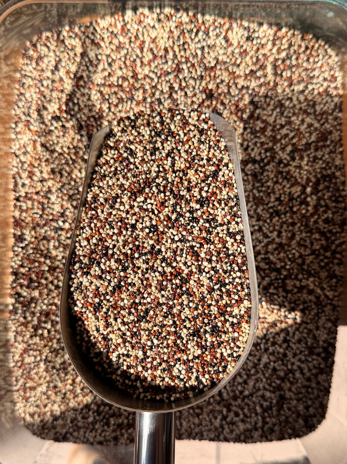 Quinoa Tricolor