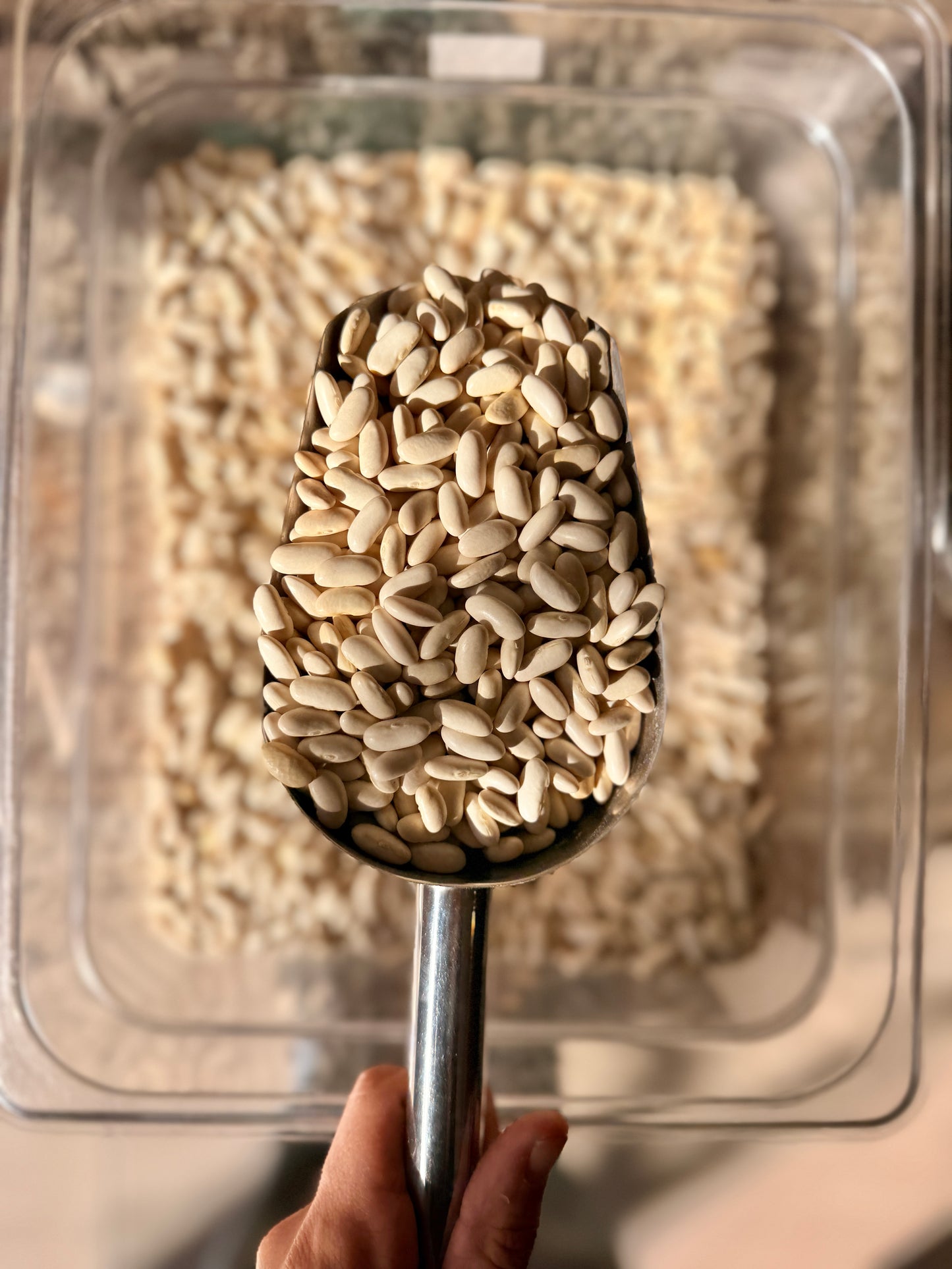 Porotos Blancos