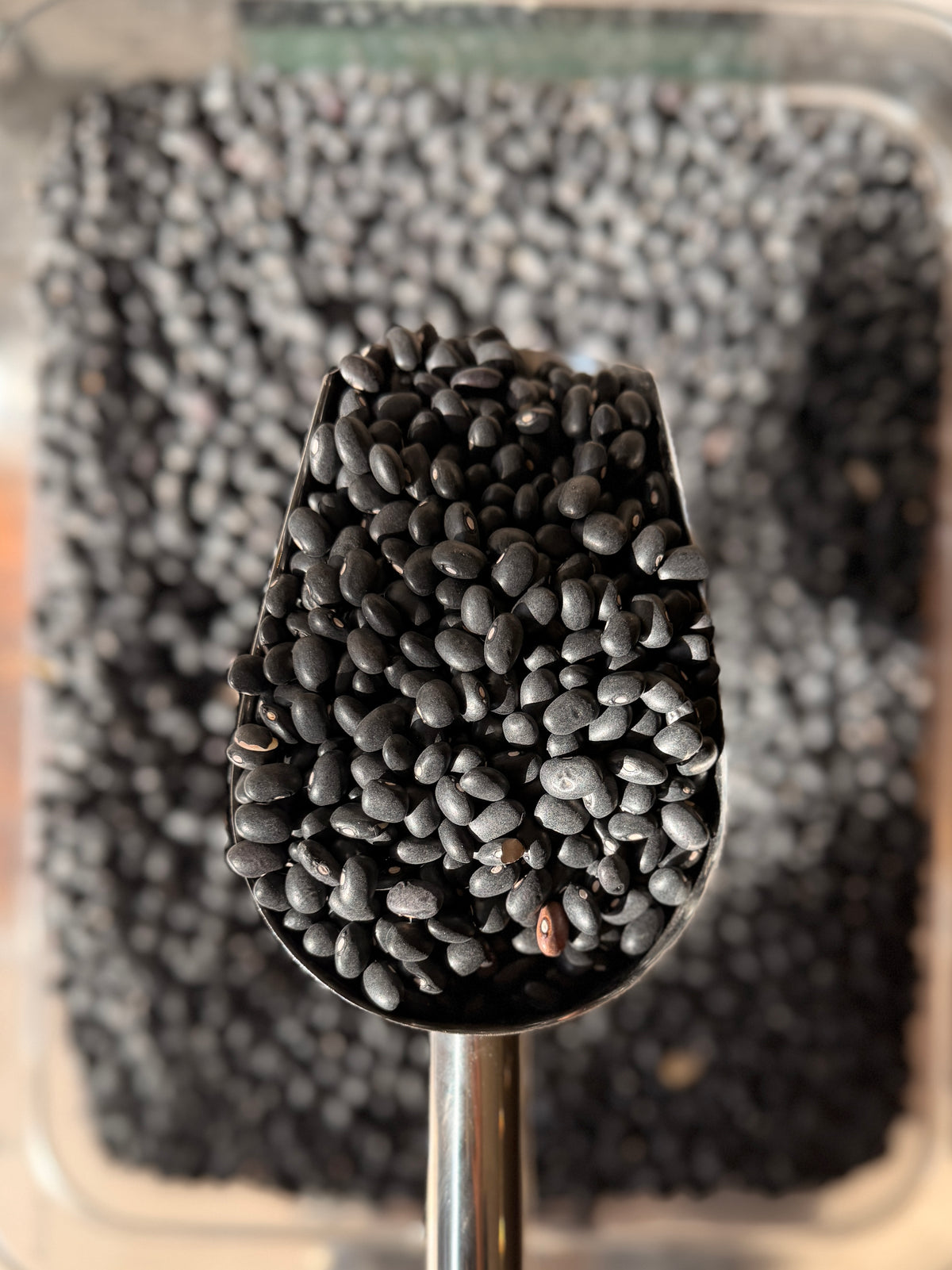 Porotos Negros