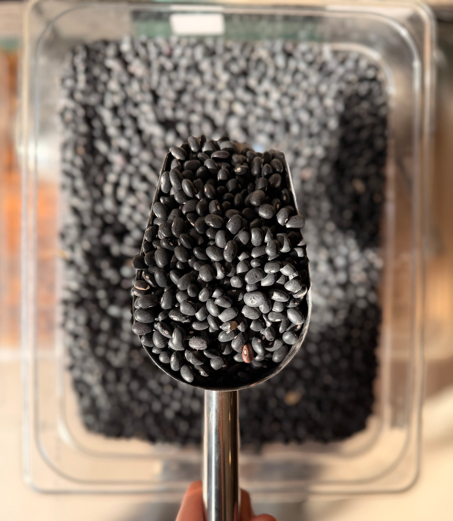 Porotos Negros
