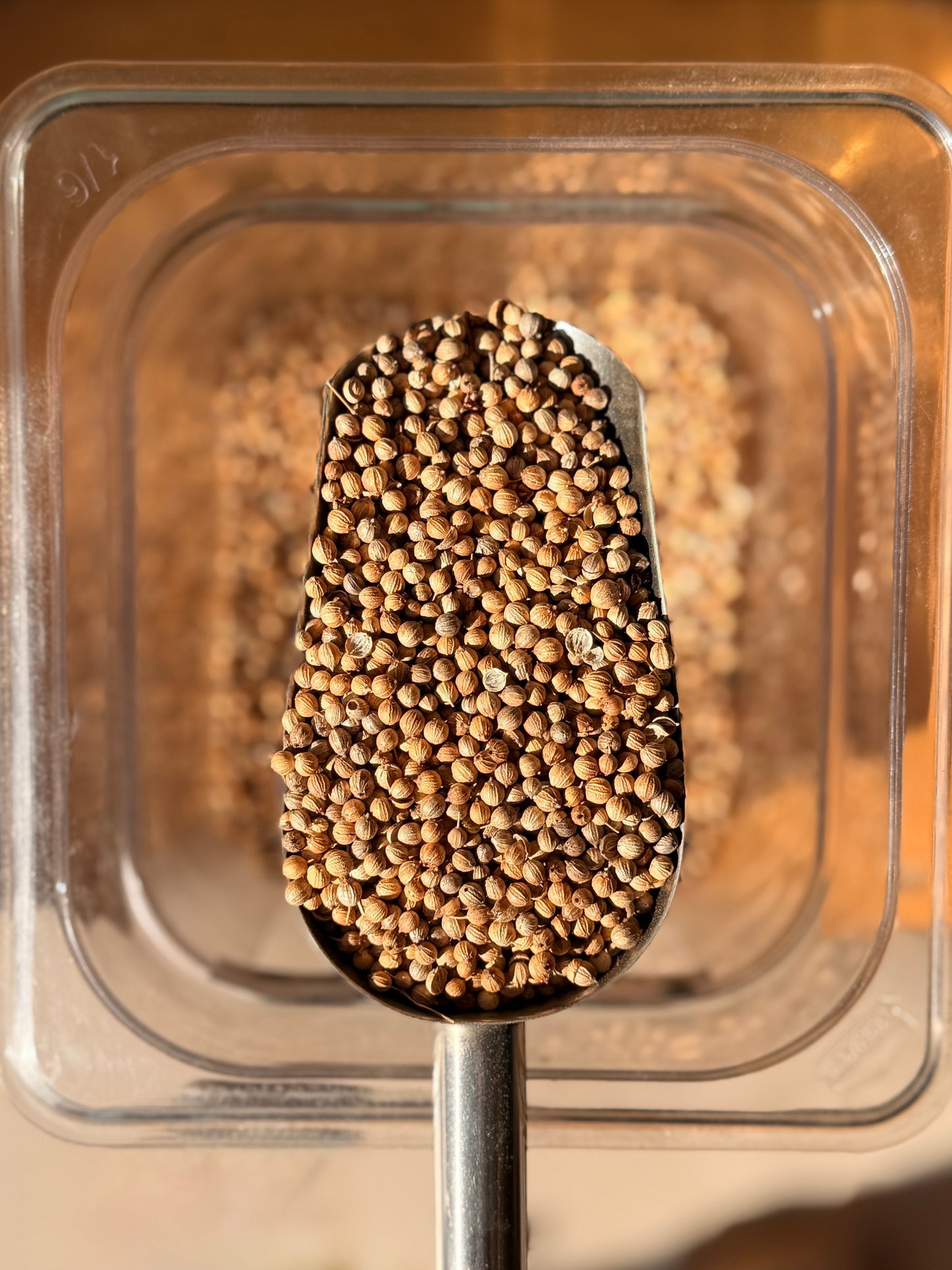 Semillas de Cilantro