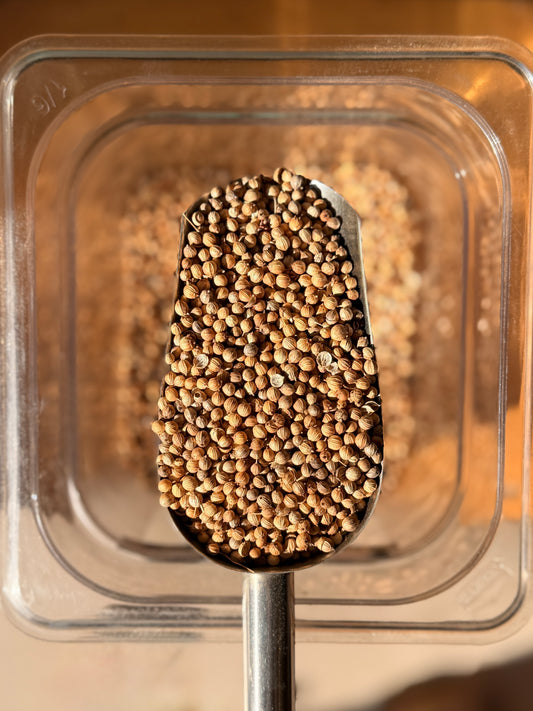 Semillas de Cilantro