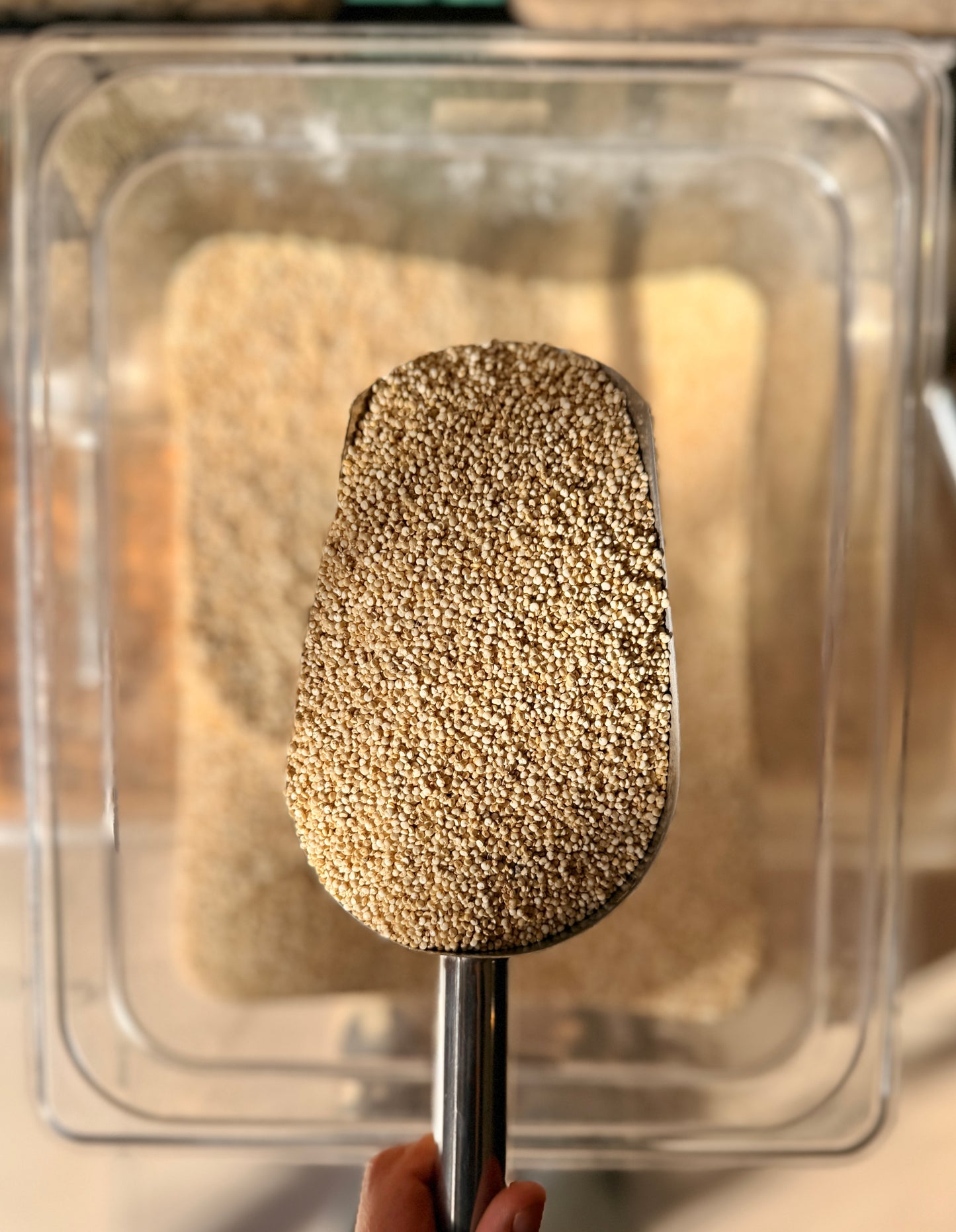 Quinoa Blanca